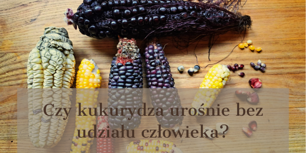 Czy kukurydza urośnie bez udziału człowieka?